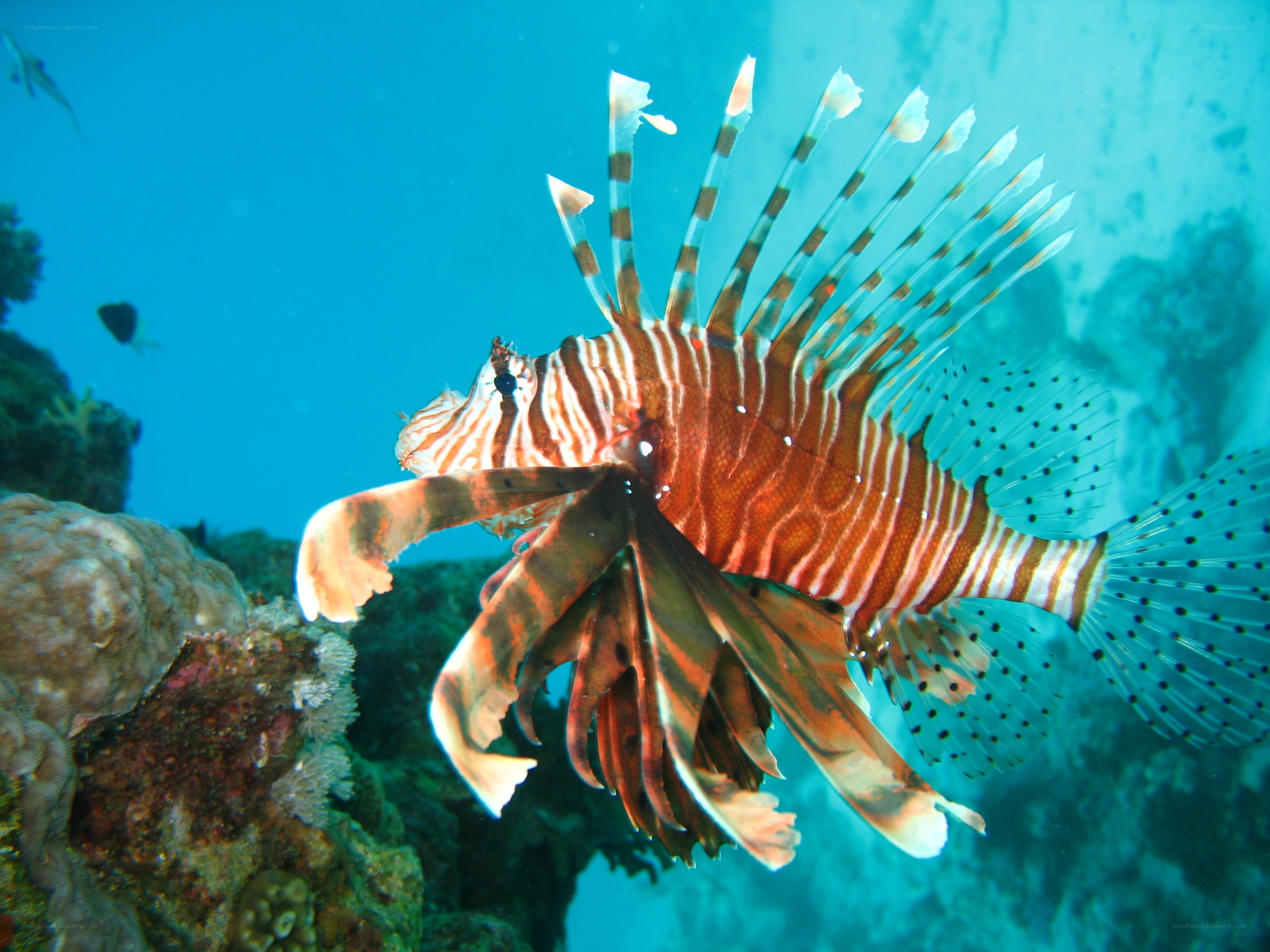 Lionfish in coral reef