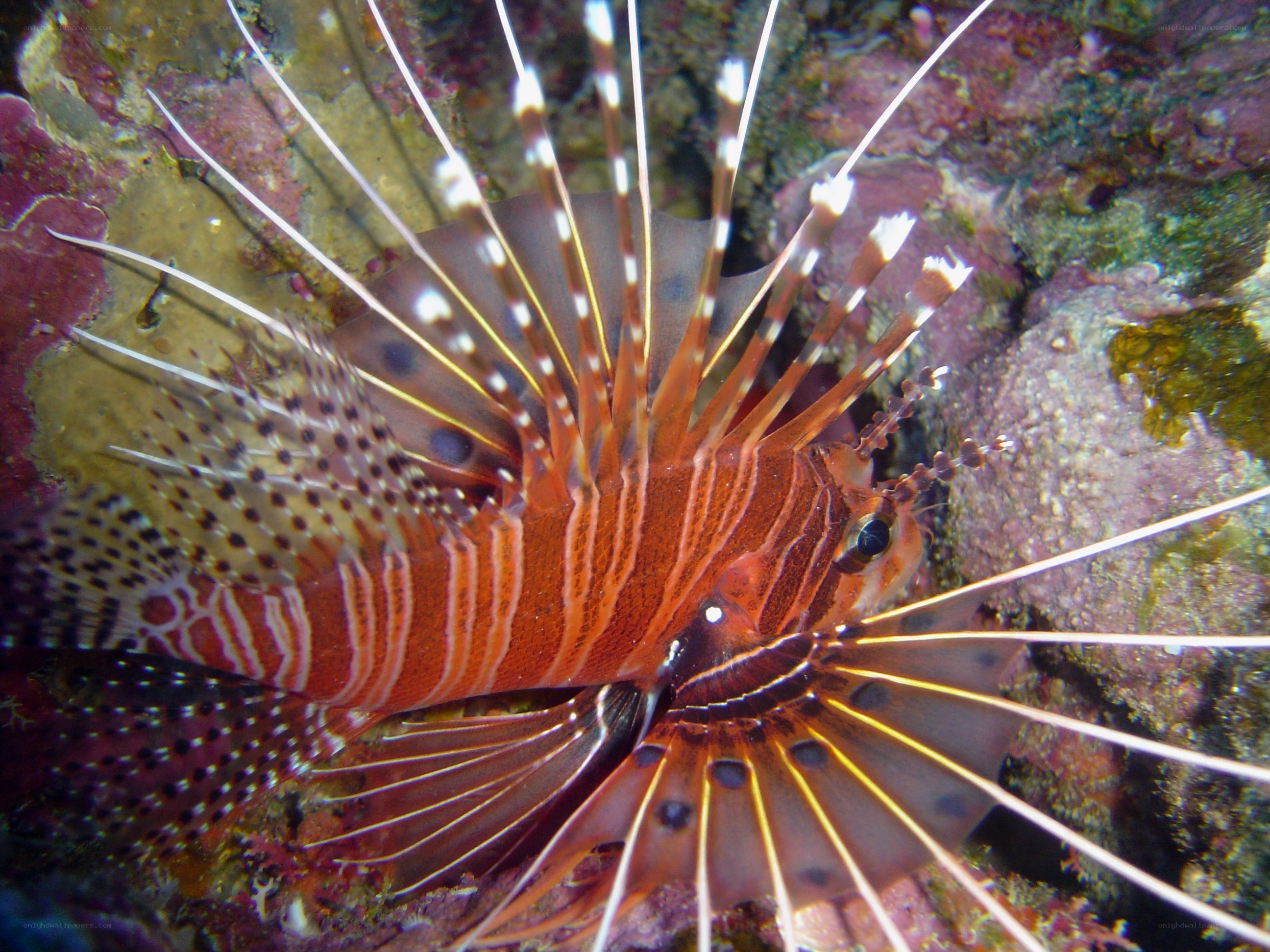 Lionfish in coral reef