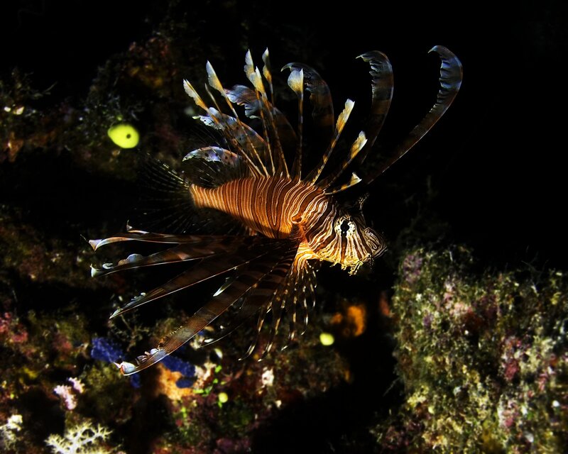 Lionfish in coral reef