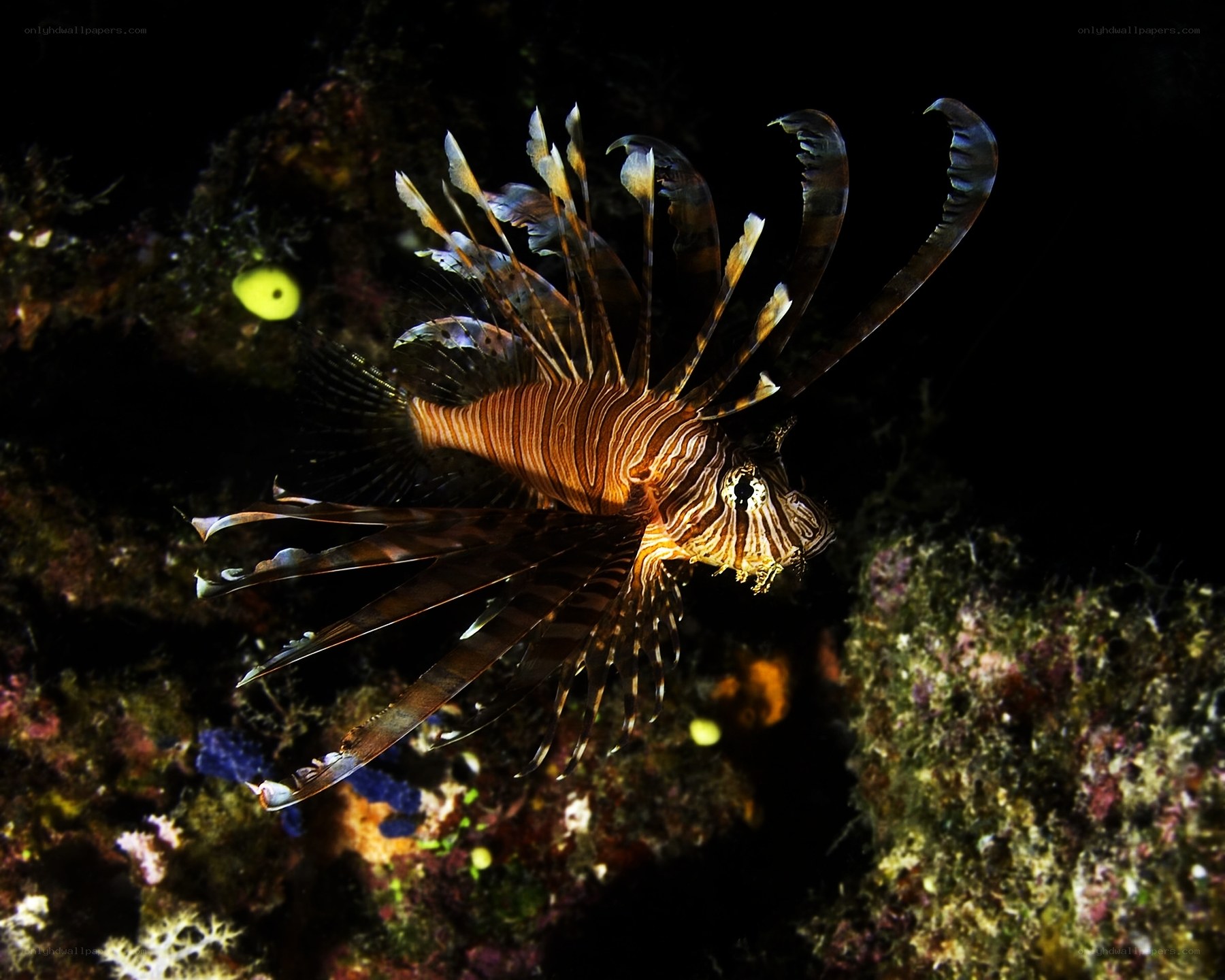 Lionfish in coral reef
