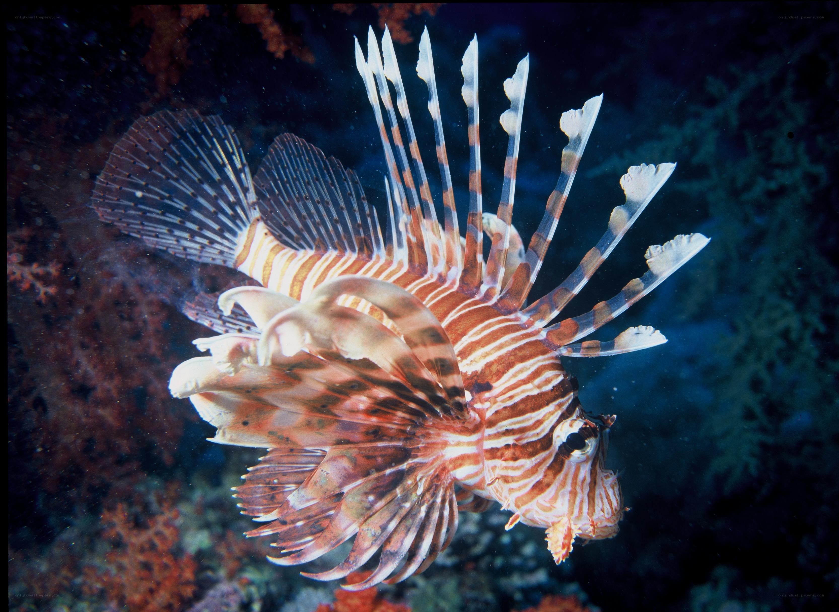 Lionfish in coral reef