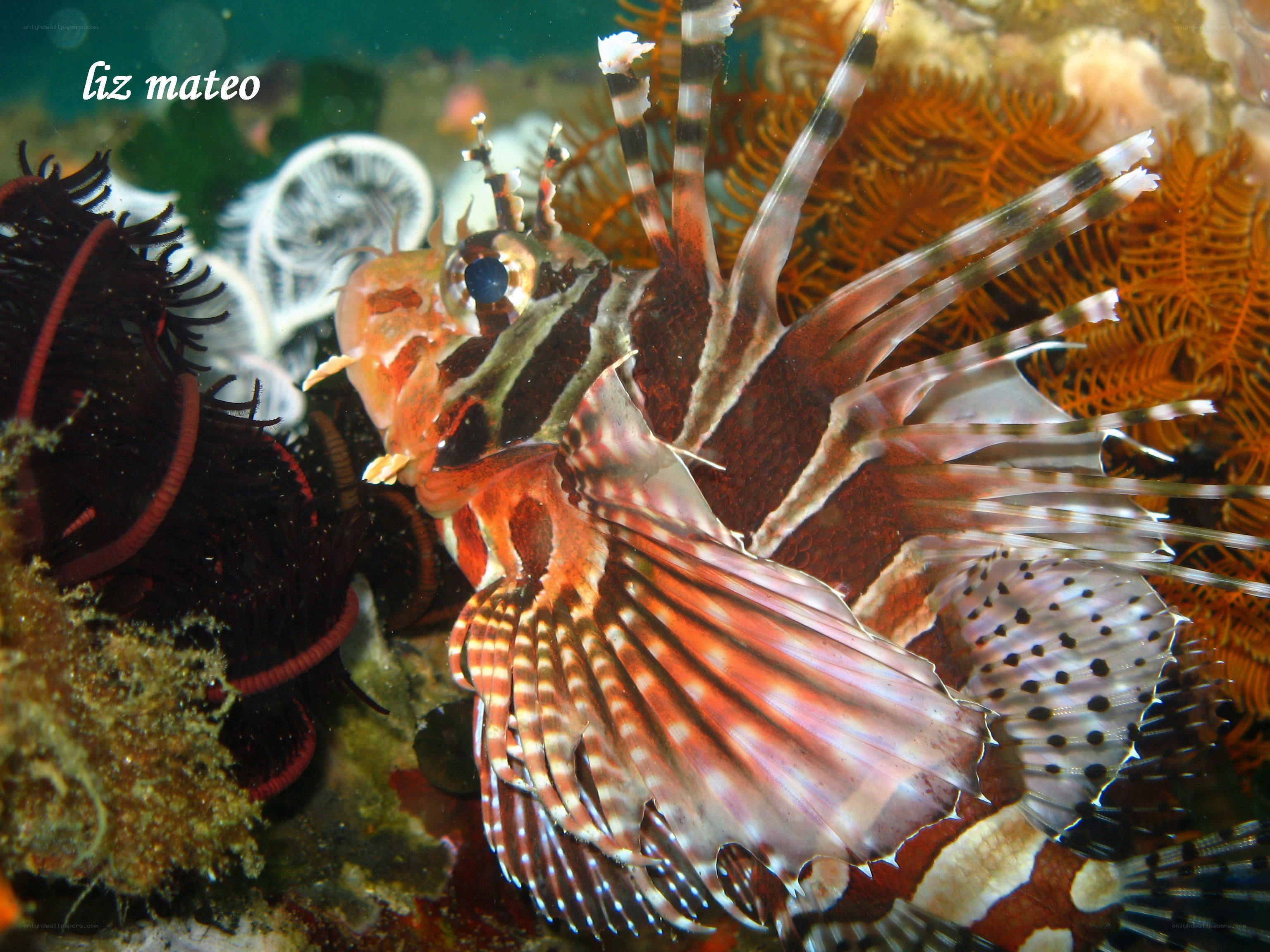 Lionfish in coral reef