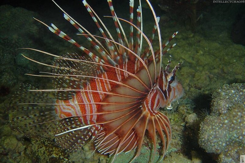 Lionfish in coral reef