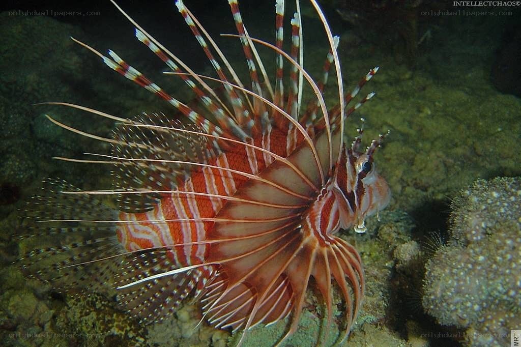 Lionfish in coral reef