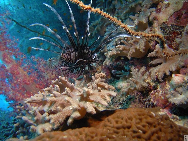 Lionfish in coral reef
