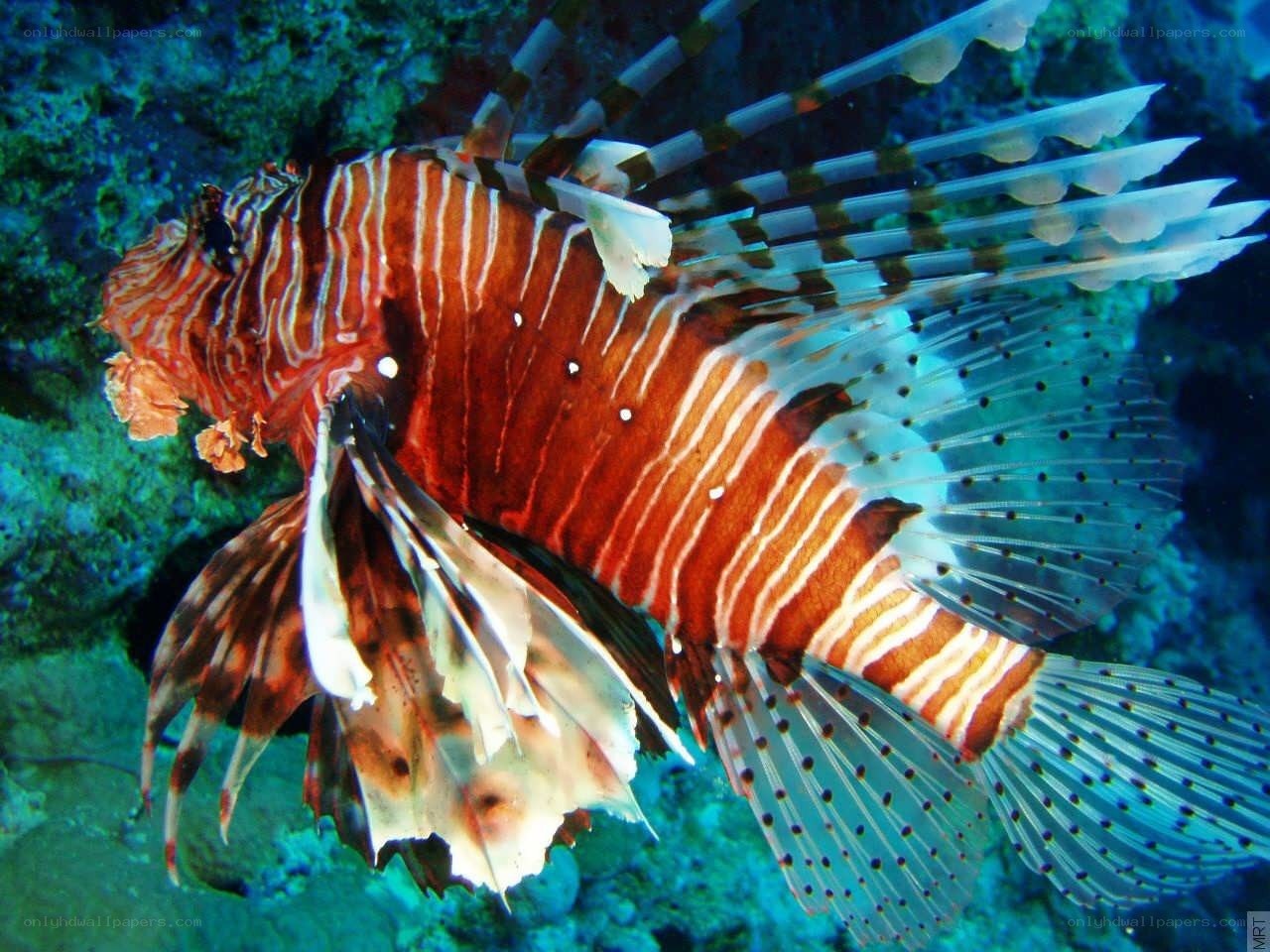 Lionfish in coral reef