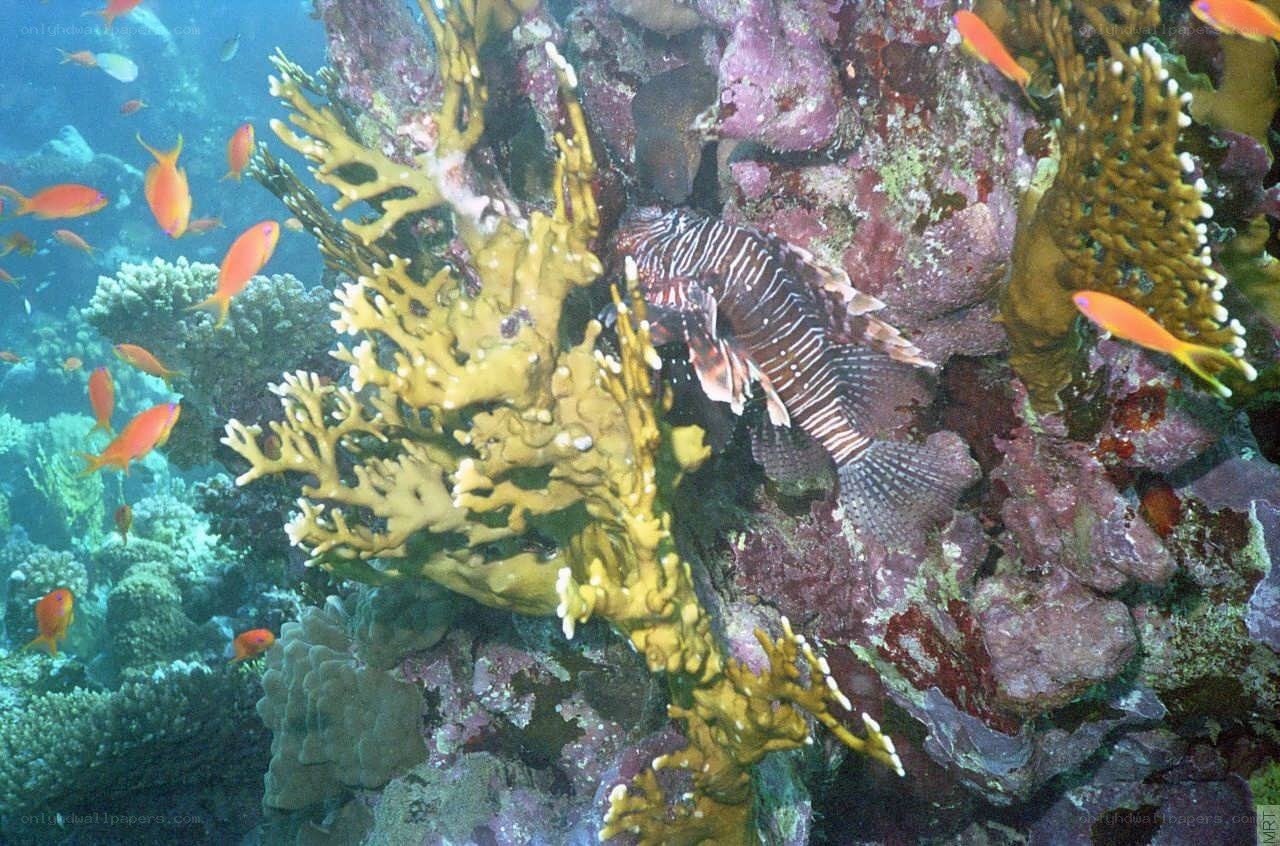 Lionfish in coral reef