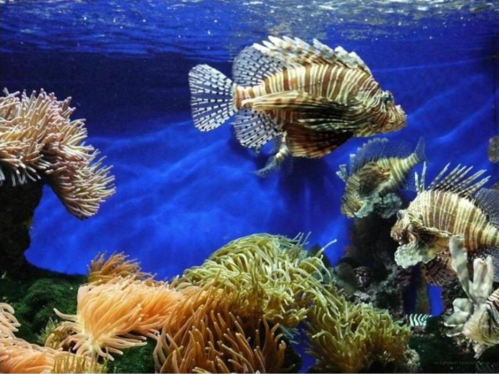 Lionfish in coral reef