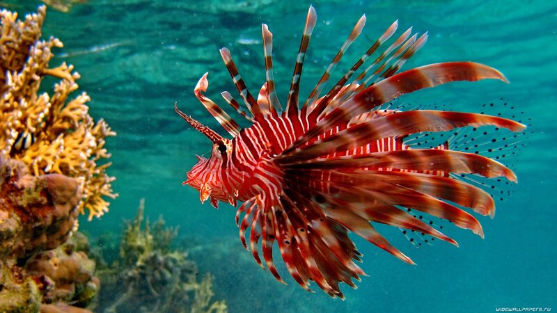 Lionfish in coral reef