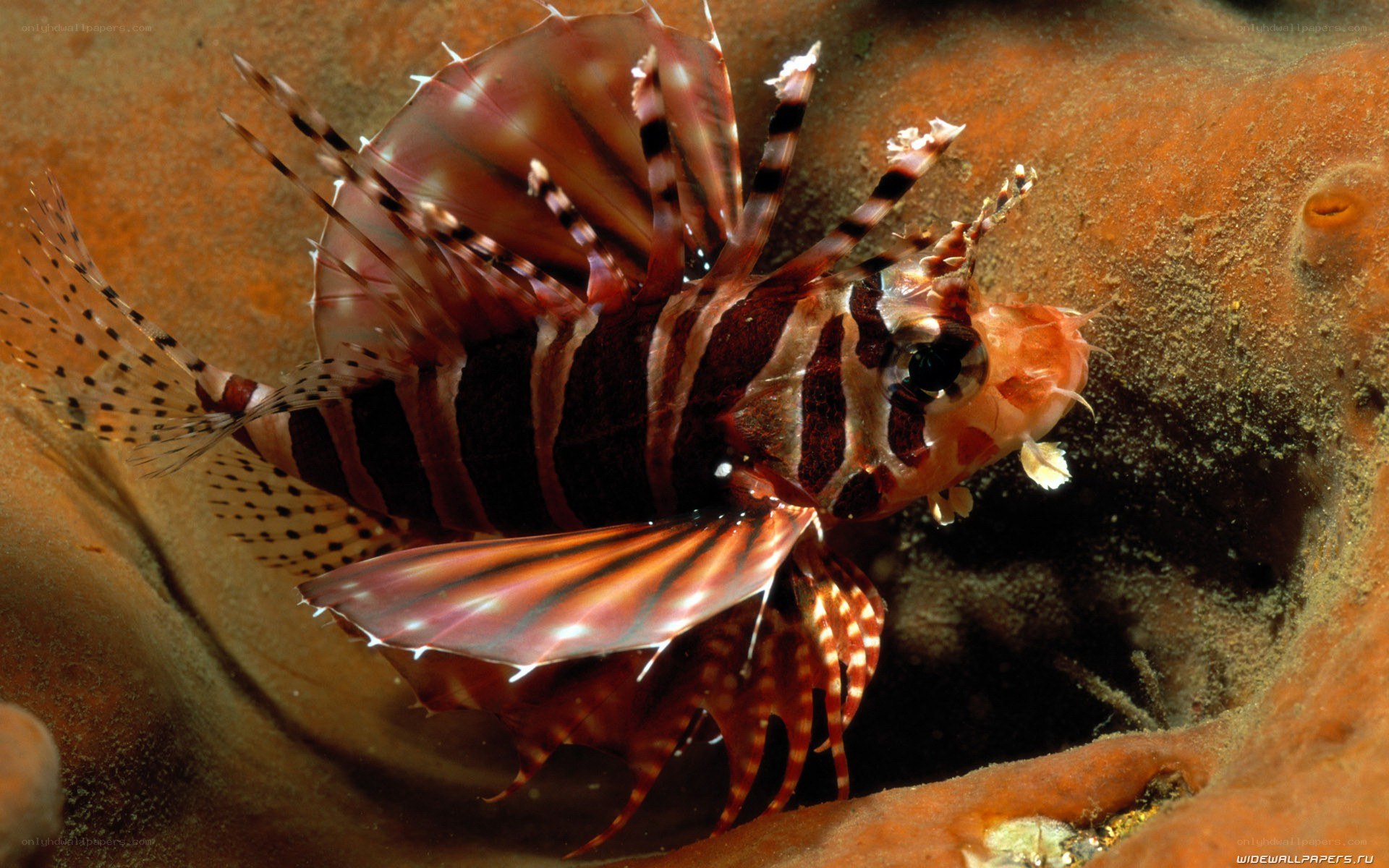 Lionfish in coral reef
