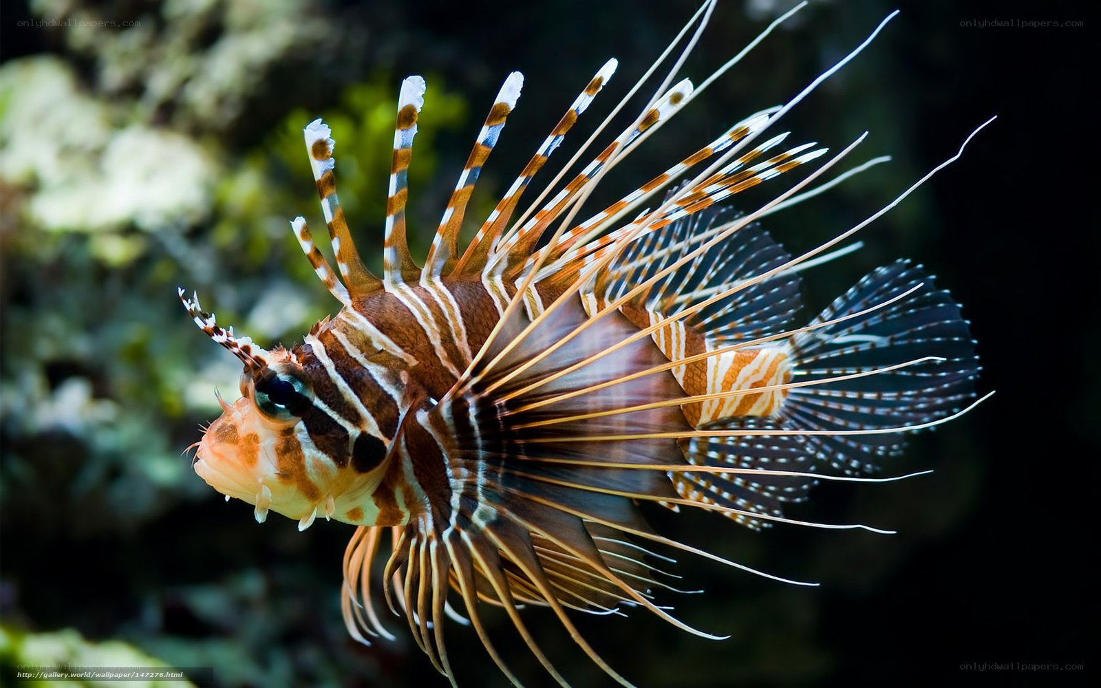 Lionfish in coral reef