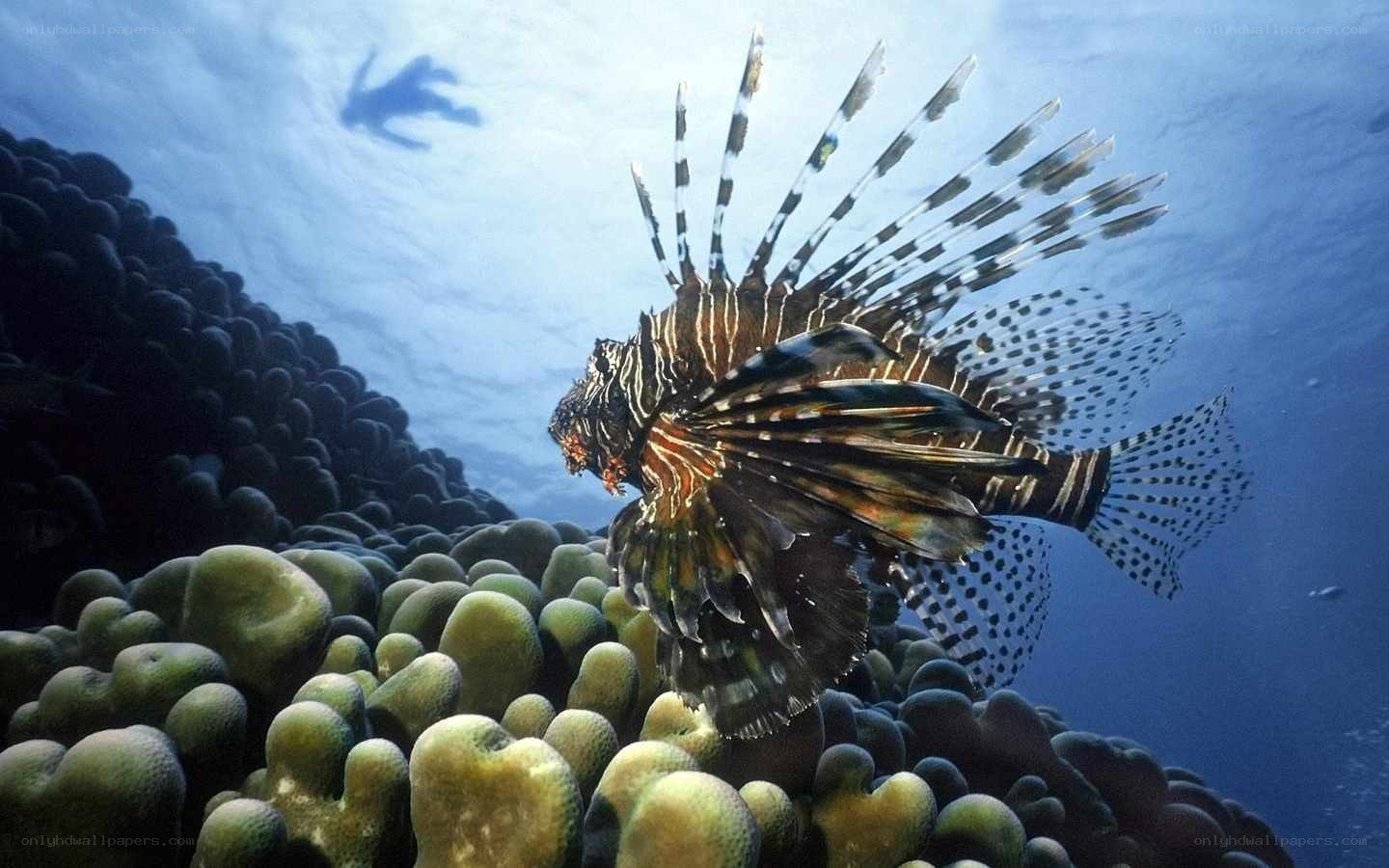 Lionfish in coral reef
