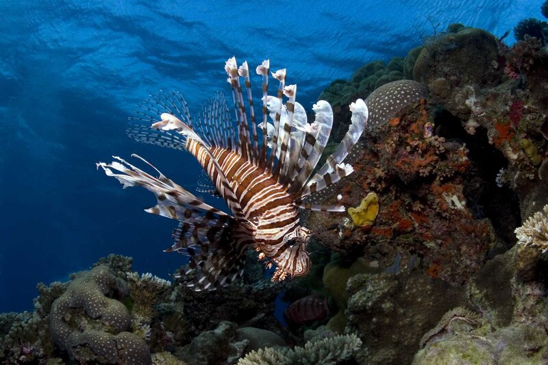Lionfish in coral reef