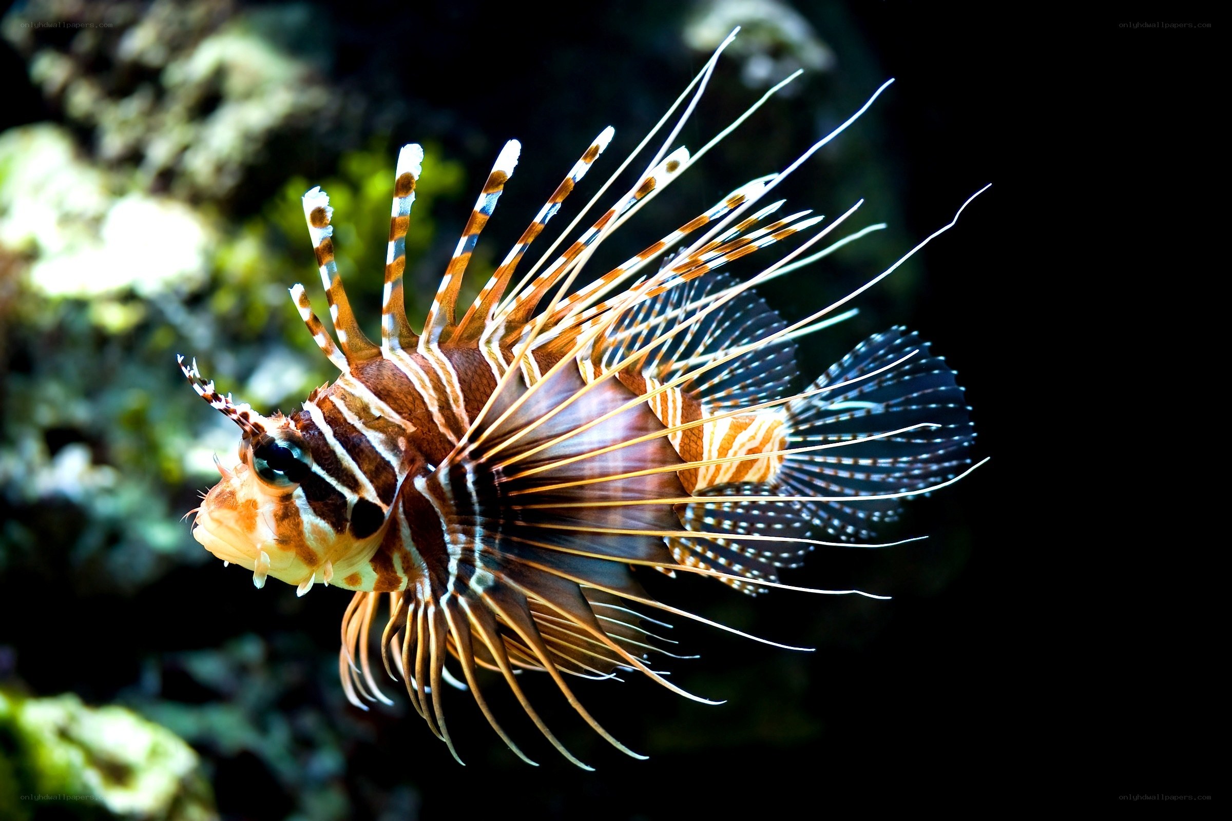 Lionfish in coral reef