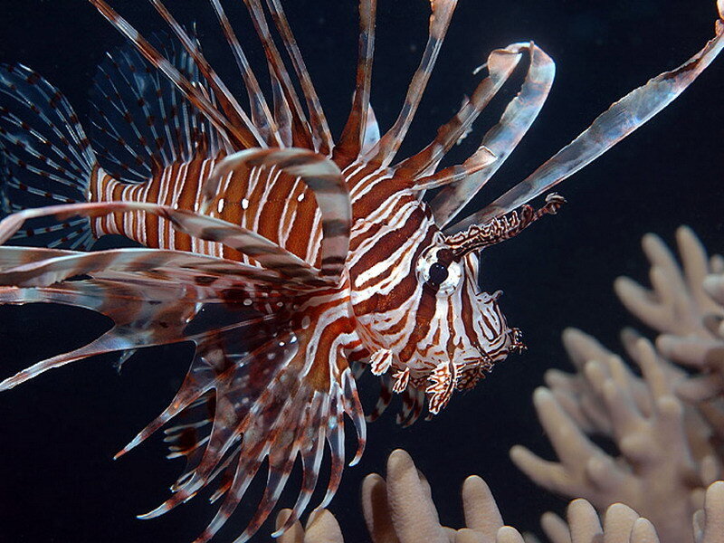 Lionfish in coral reef