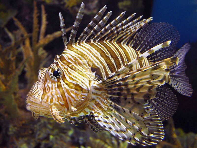 Lionfish in coral reef