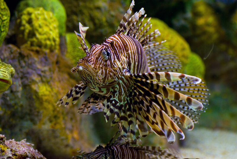 Lionfish in coral reef