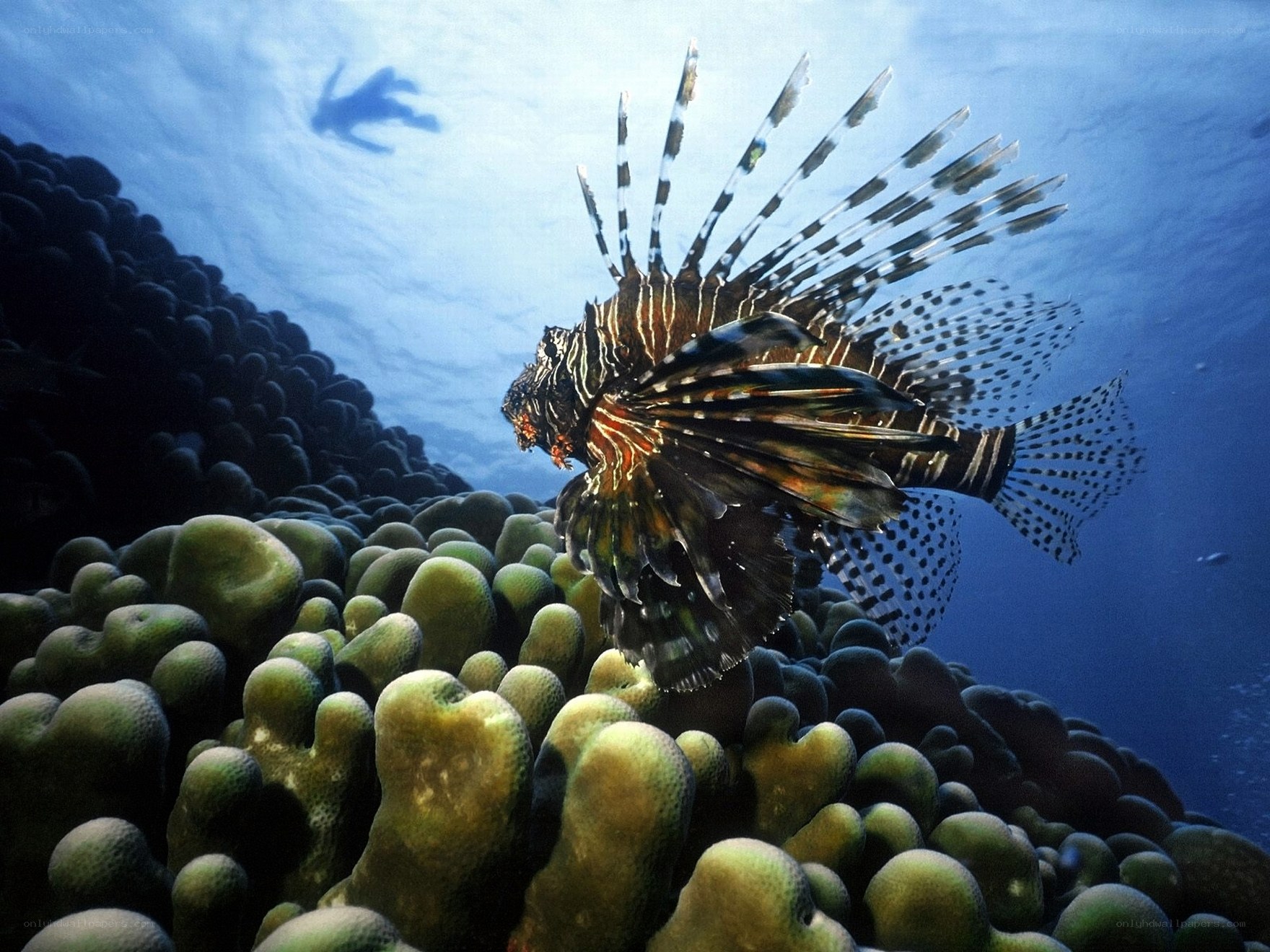 Lionfish in coral reef
