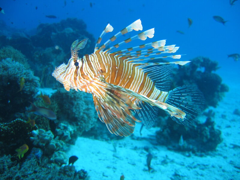 Lionfish in coral reef