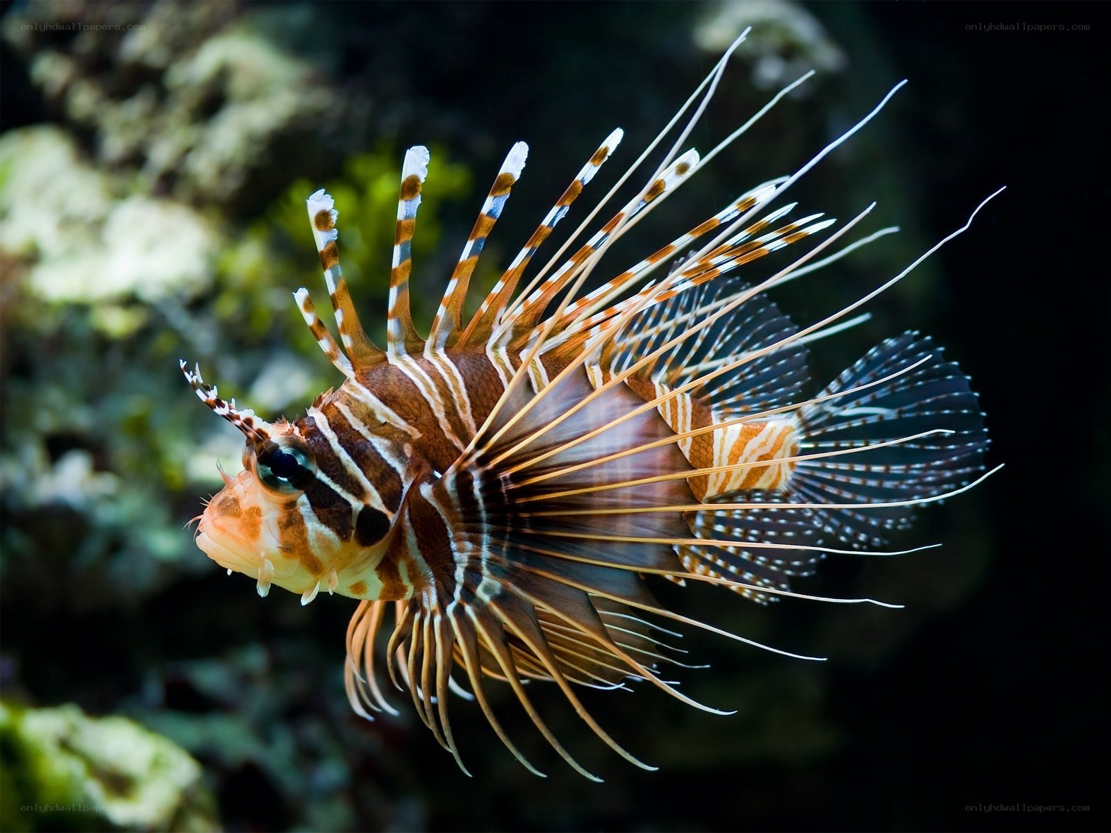Lionfish in coral reef