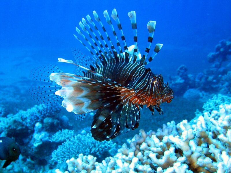 Lionfish in Coral Reef — Blue, Calm