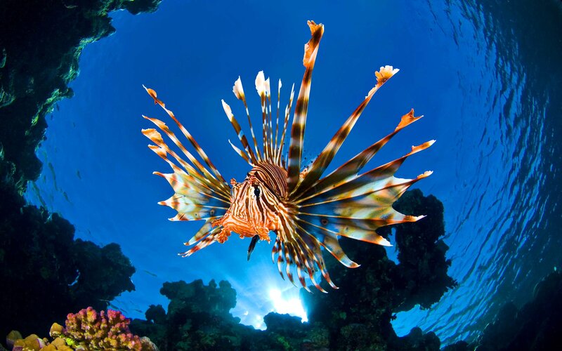 Lionfish in Coral Reef — Blue, Dramatic, Afternoon