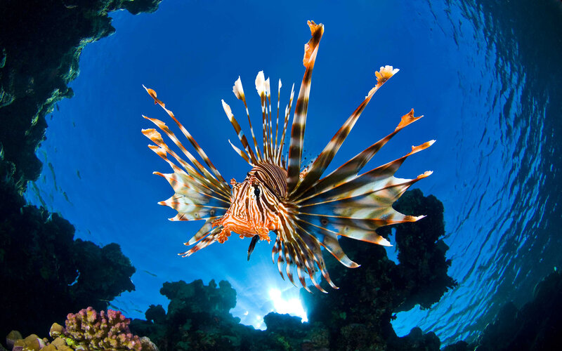Lionfish in Coral Reef — Blue, Dramatic