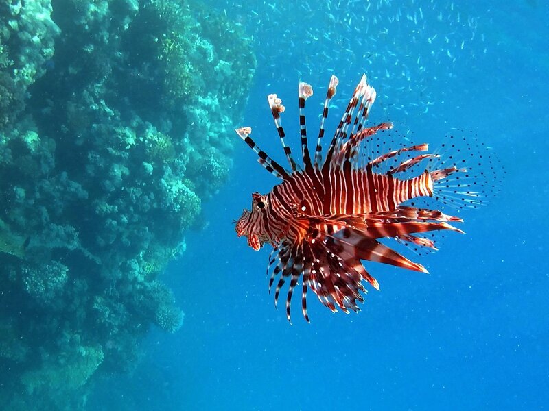 Lionfish in Coral Reef — Blue, Serene, Photograph, Coral Reef