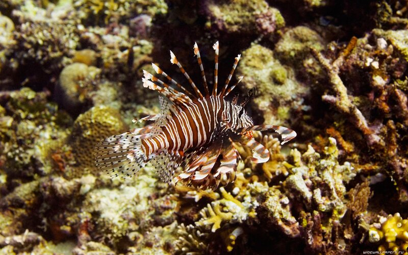 Lionfish in Coral Reef — Brown, Natural