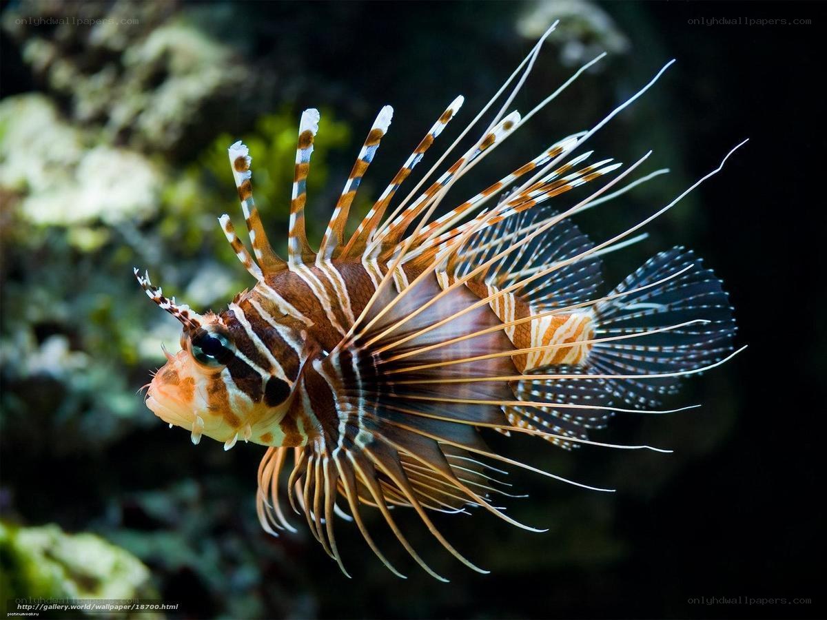 Lionfish in coral reef