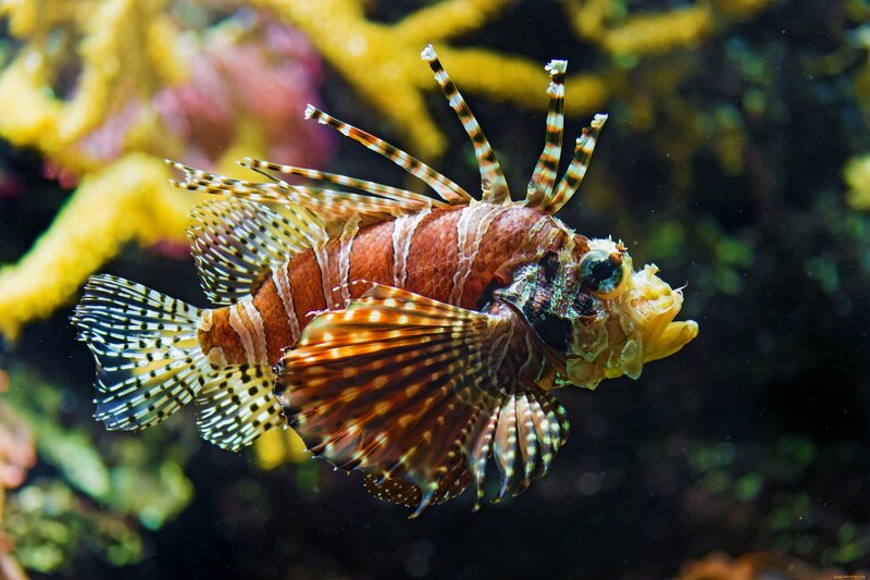 Lionfish in Coral