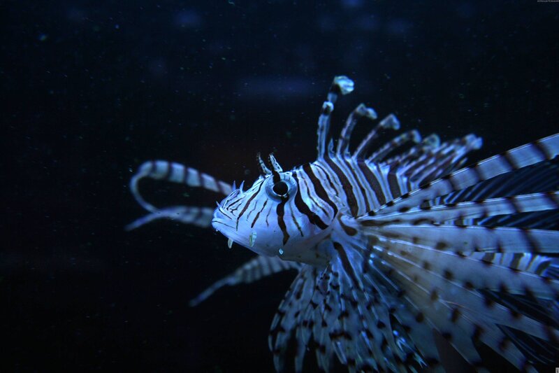 Lionfish in dark water