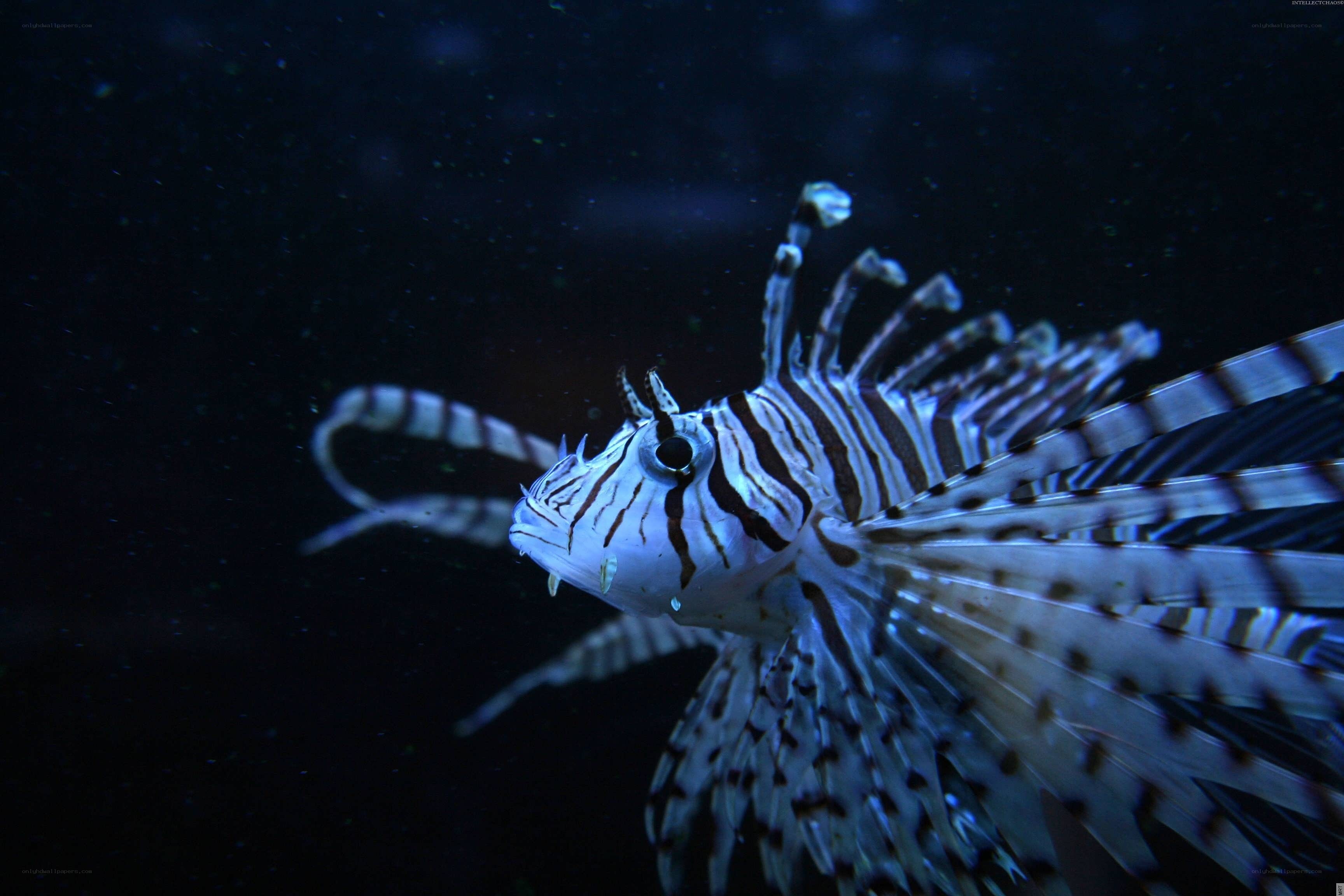 Lionfish in dark water