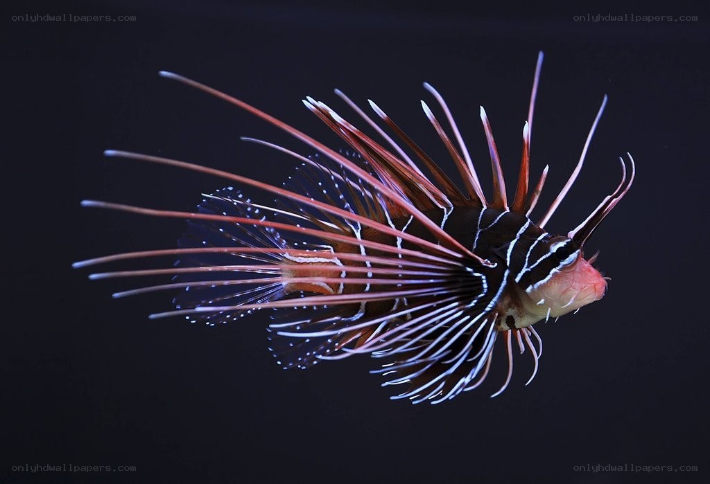 Lionfish in dark water