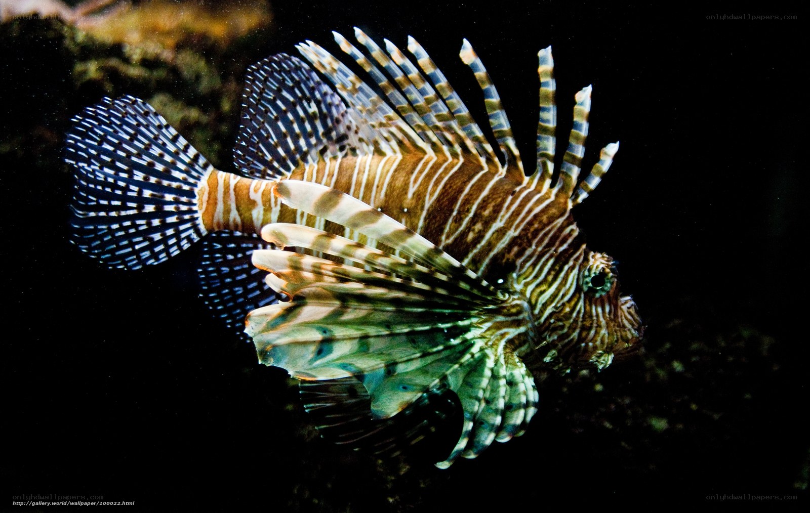 Lionfish in dark water