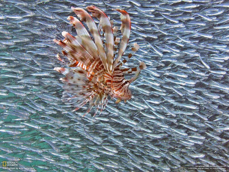 Lionfish in School of Fish — Silver
