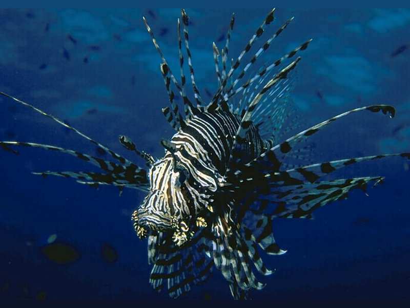 Lionfish in the ocean