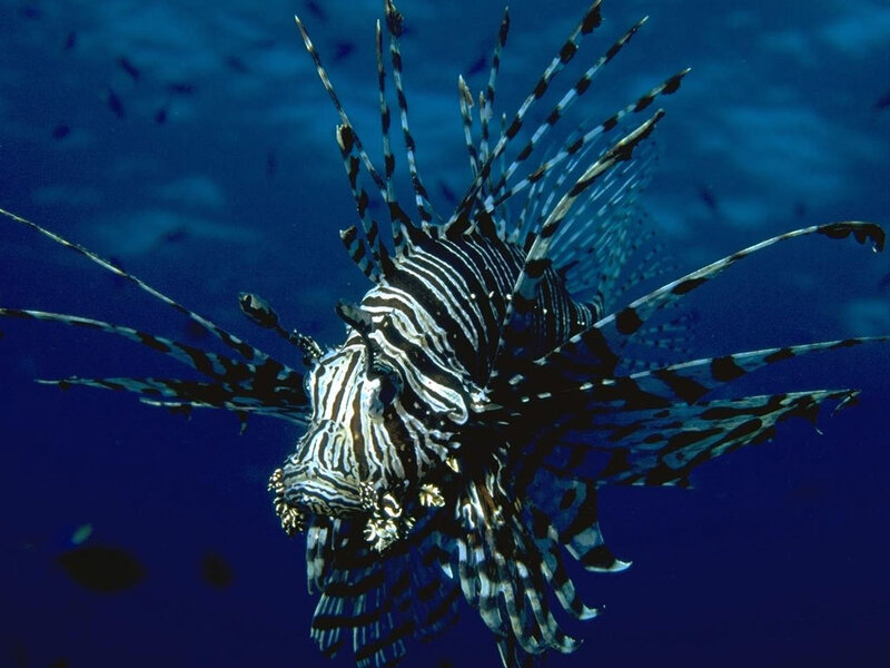 Lionfish in the ocean