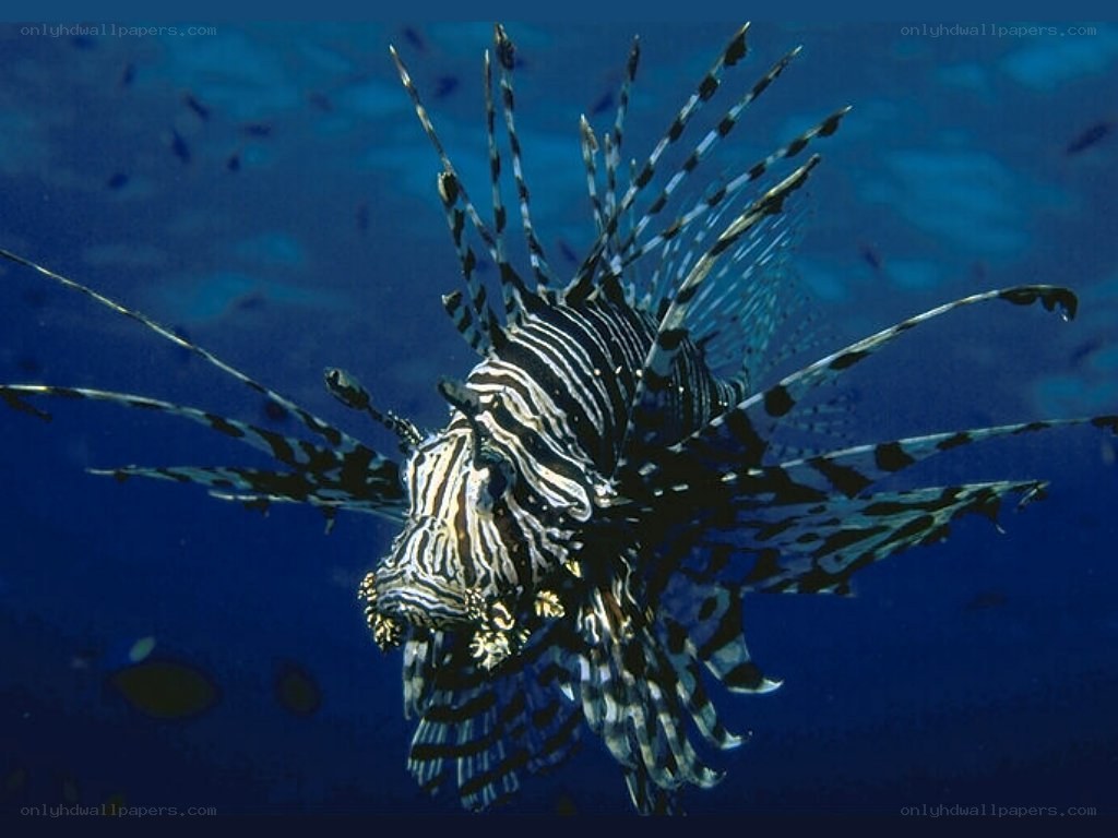 Lionfish in the ocean
