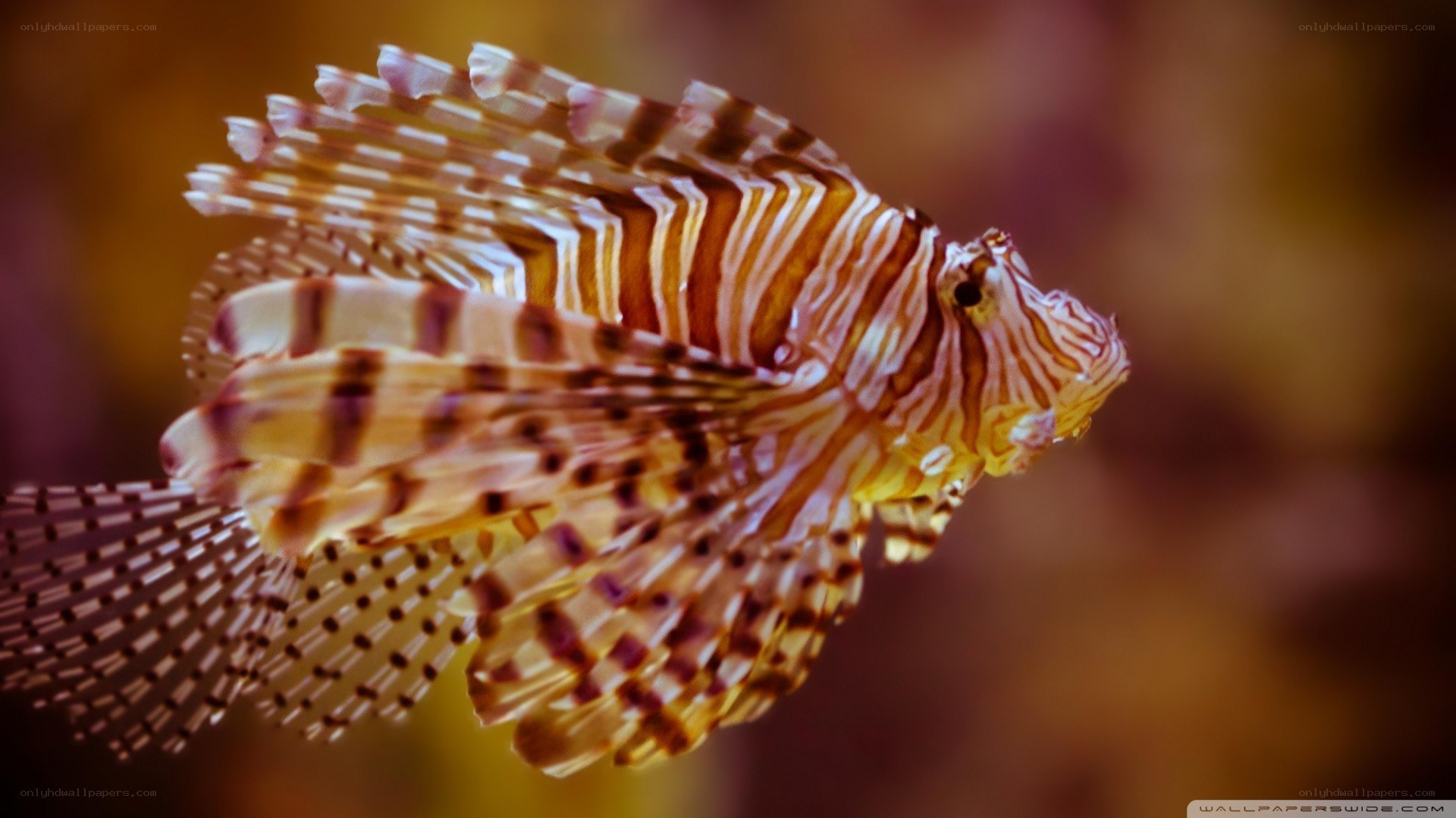 Lionfish in underwater scene