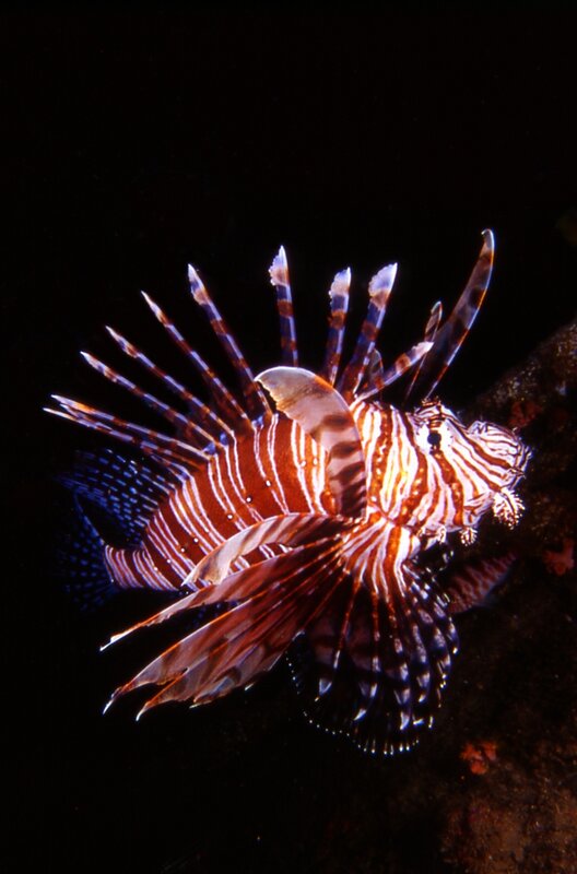 Lionfish in Water — Black, Dramatic