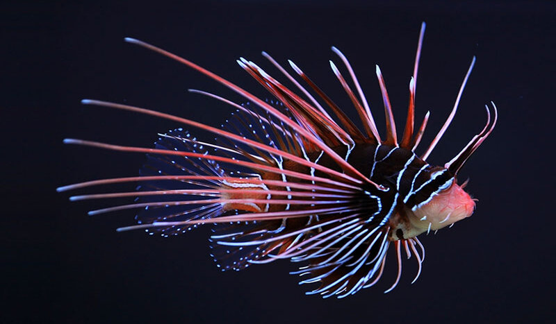 Lionfish in Water — Black