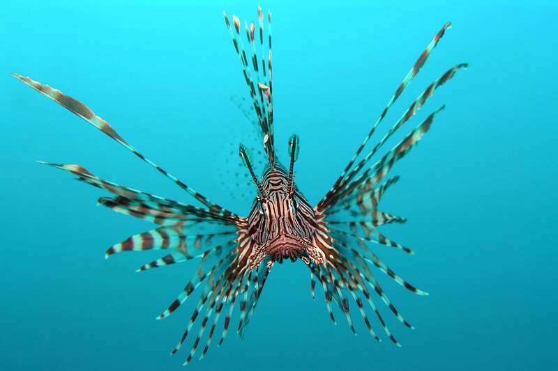 Lionfish in Water — Blue, Calm