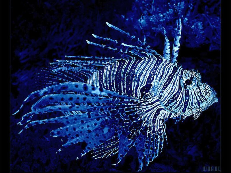 Lionfish in Water — Blue