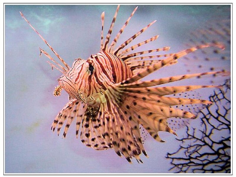 Lionfish in Water — Brown, Calm, Photograph