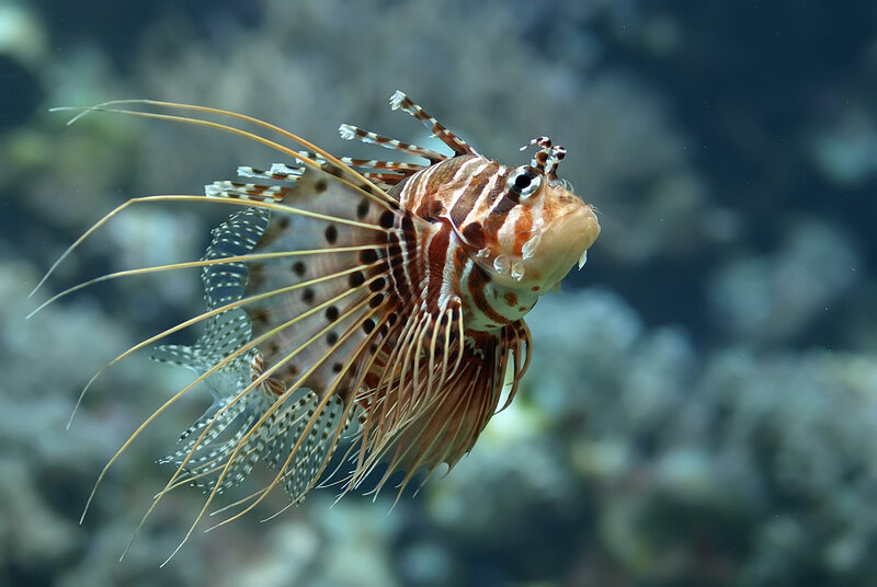 Lionfish in Water — Brown, Calm