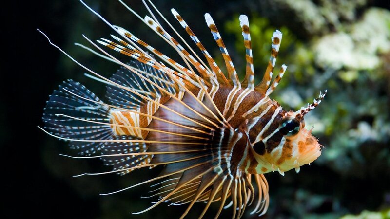 Lionfish in Water — Brown, Dramatic, Photograph, Coral, Ocean