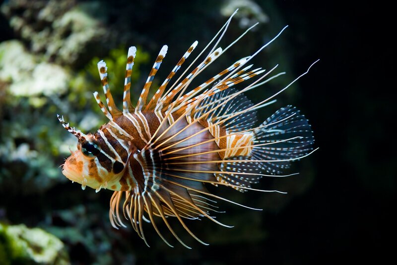 Lionfish in Water — Brown, Dramatic, Photograph, Coral, Reef