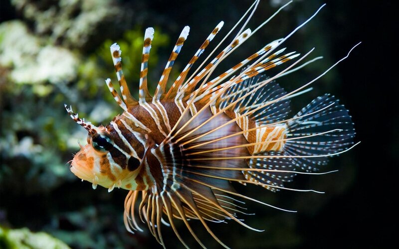 Lionfish in Water — Brown, Dramatic, Photograph, Reef