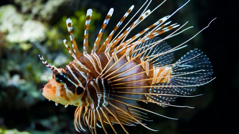 Lionfish in Water — Brown, Dramatic, Photograph